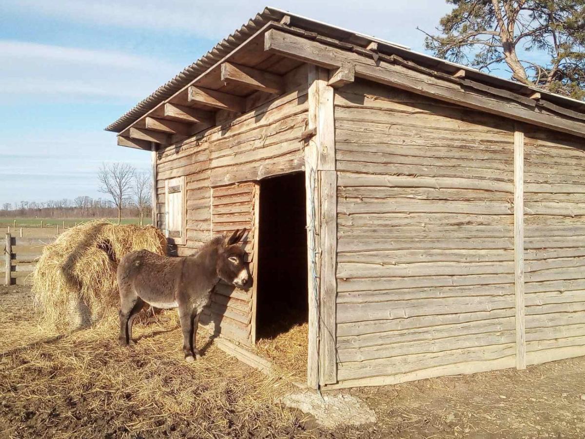 Apartma Max Moravske Toplice Exterior photo